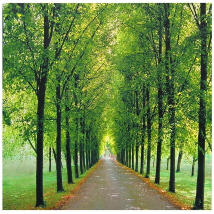 Path of Life Canvas Wall Art